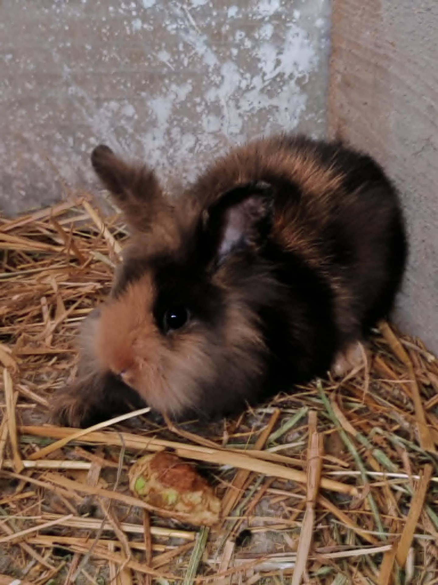 Kosorrú törpenyúl
