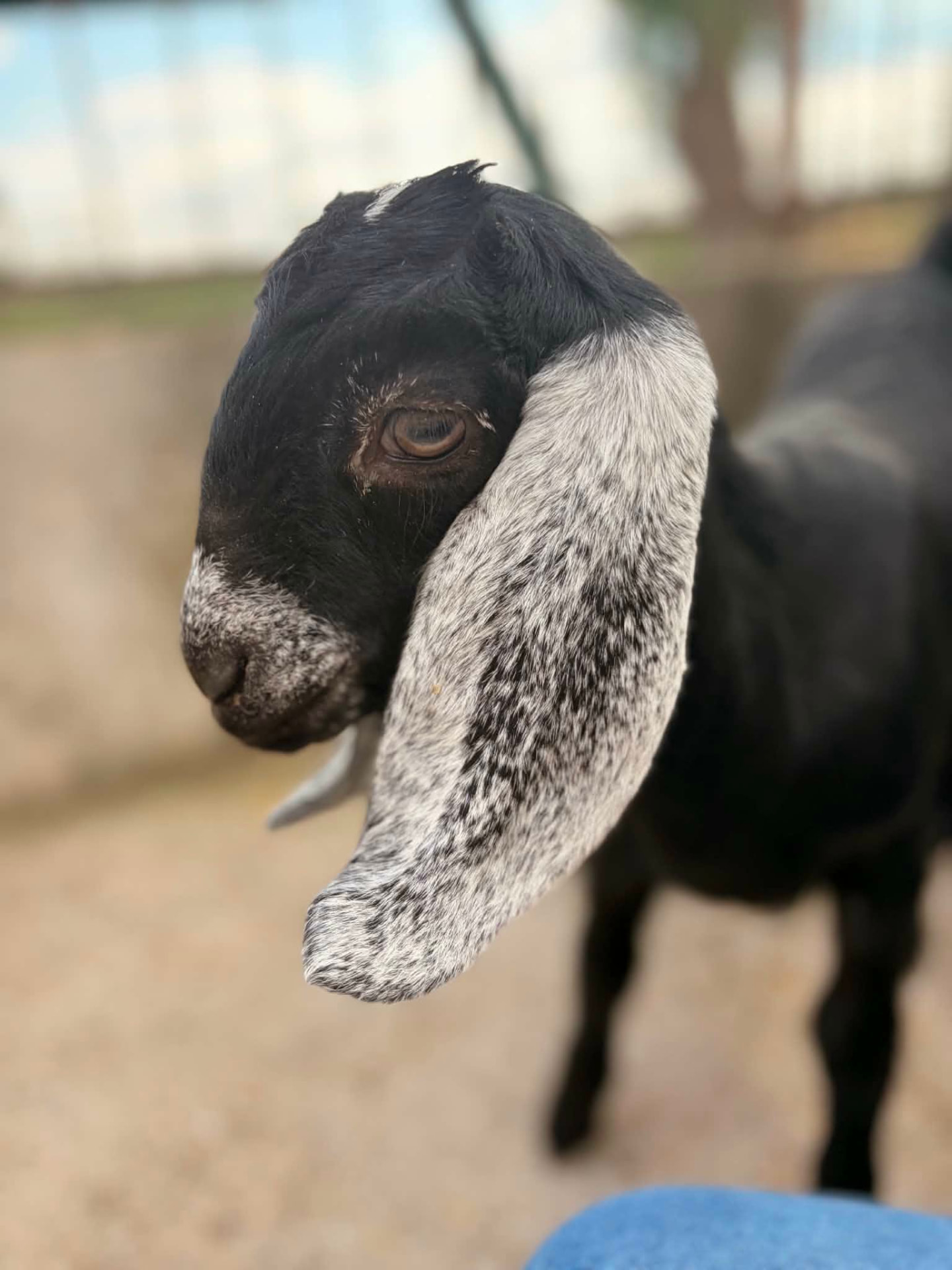 Núbiai kecske
