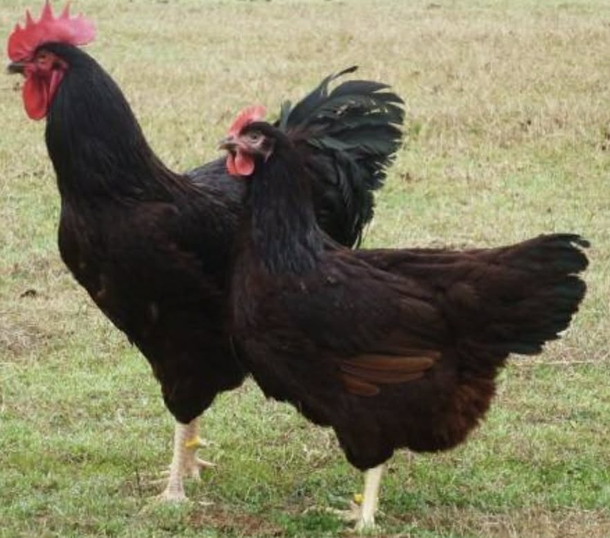 Rhode Island tyúk